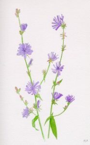 chicory 186x300 - Florais de Bach funcionam?