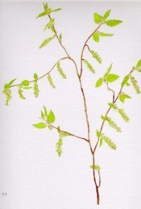 hornbeam 203x300 - Florais de Bach funcionam?